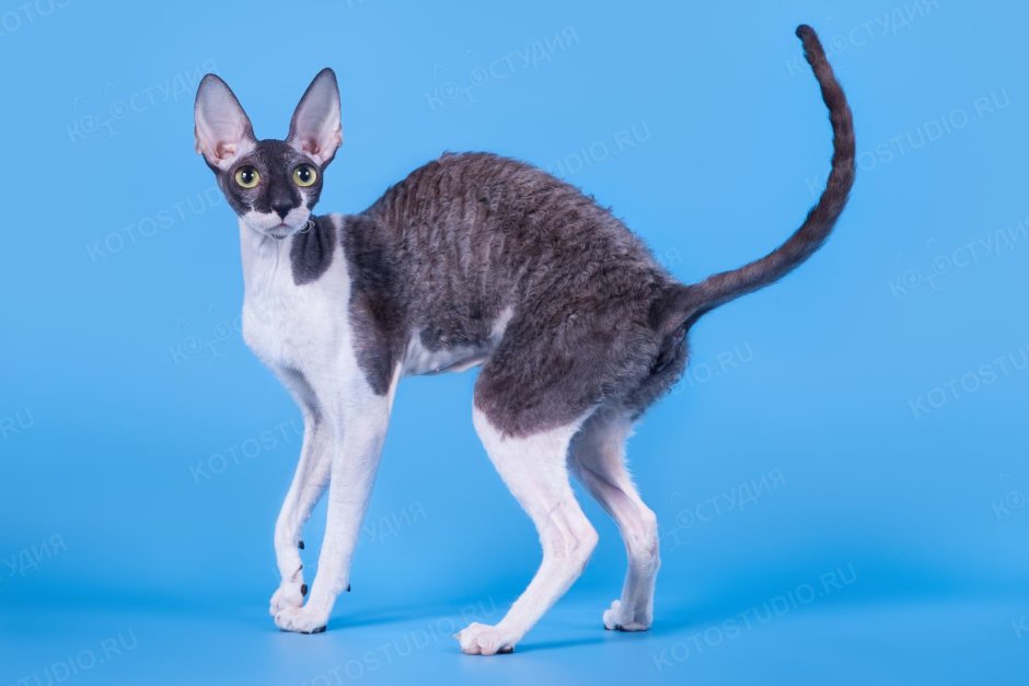 Корниш-рекс источник: https://Cattish.ru/Breed/Cornish-Rex/ © Cattish.ru