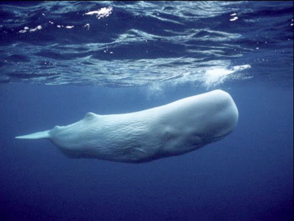 Морда кита