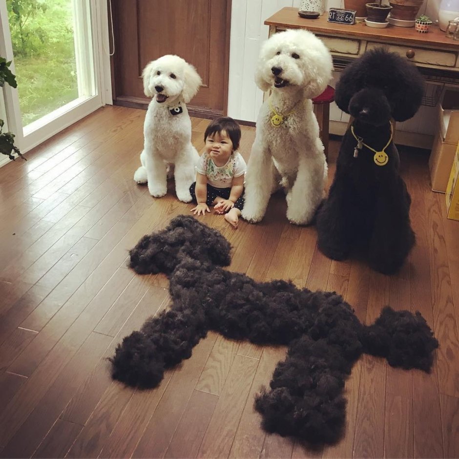 Пудель гигант