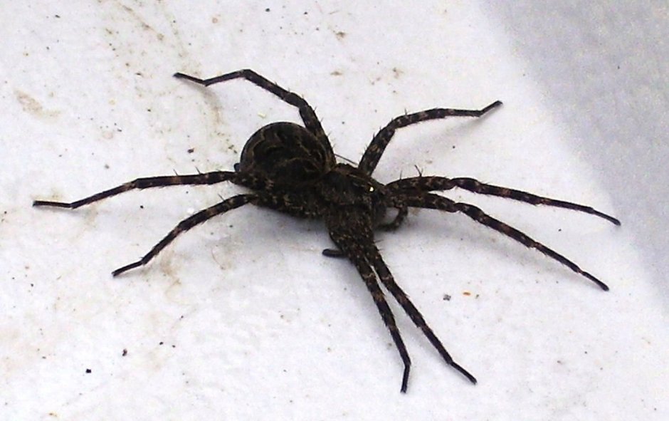 Паук Loxosceles reclusa