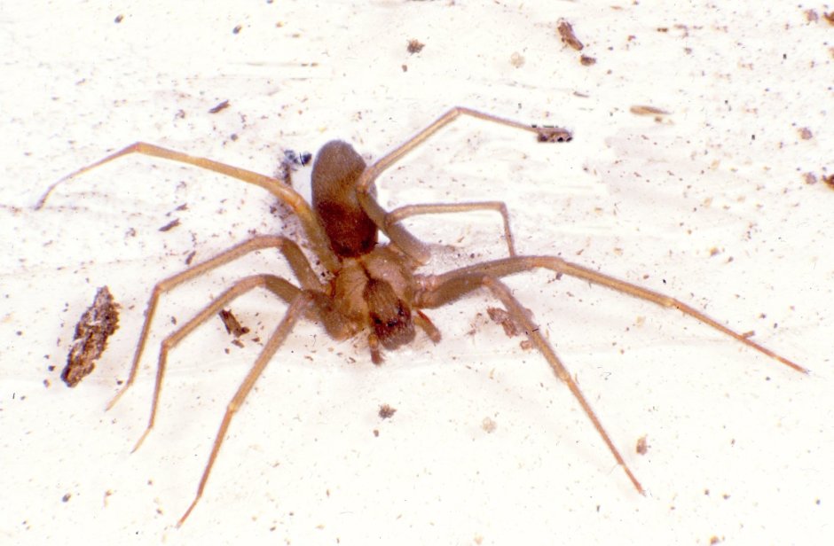 Steatoda Nobilis паук чёрный