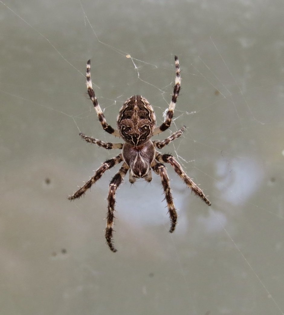 Гигантский паук-охотник (heteropoda maxima)