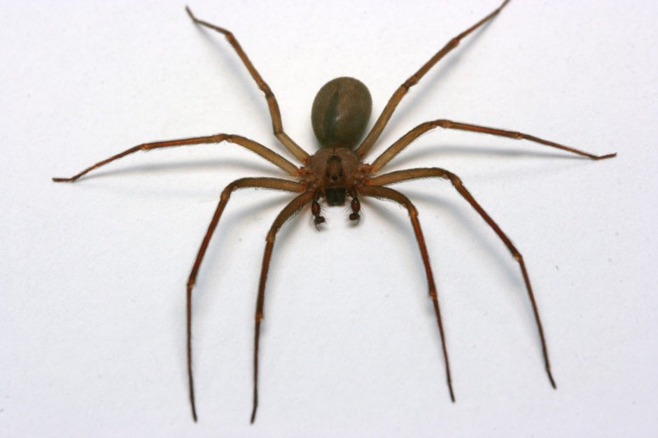 Паук Eusparassus walckenaerius