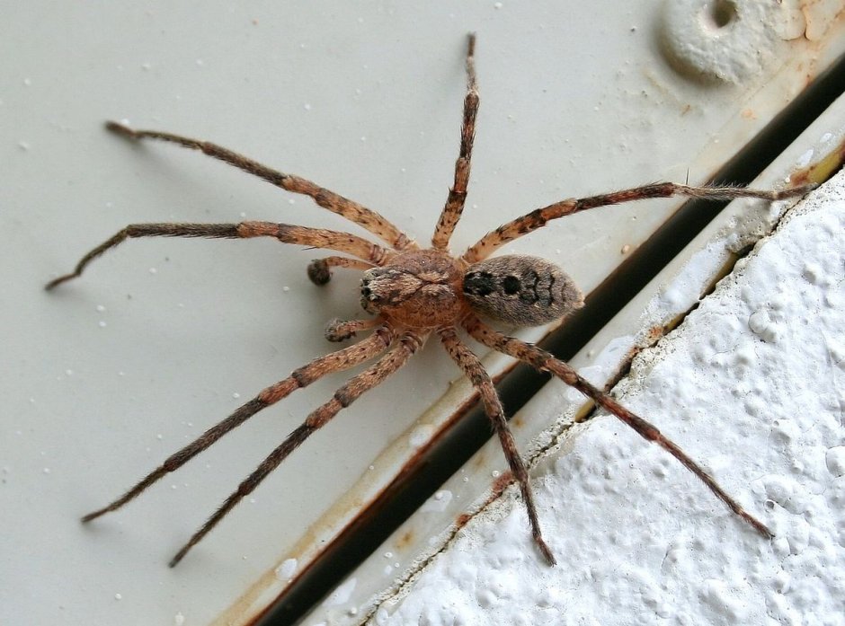 Домовой паук Tegenaria Agrestis