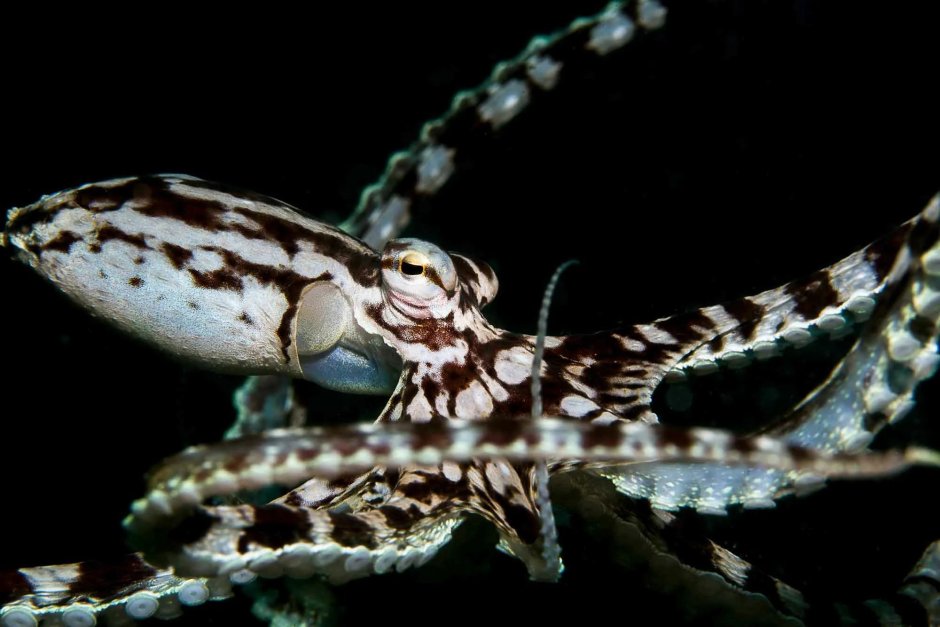 Осьминог mimic Octopus