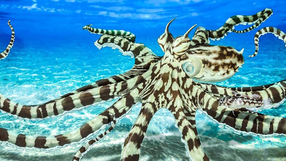 Мимический индонезийский осьминог