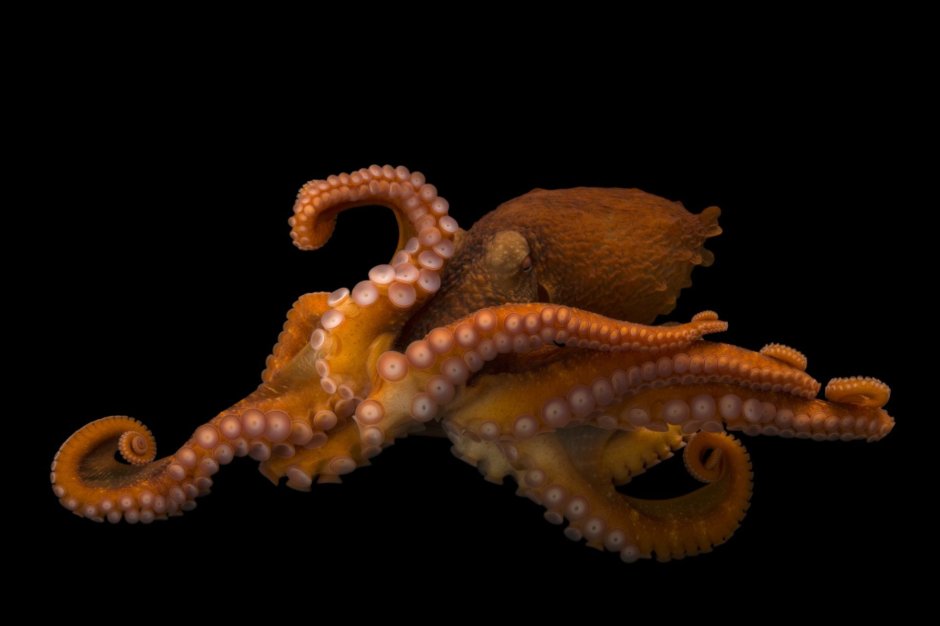 Осьминог National Geographic