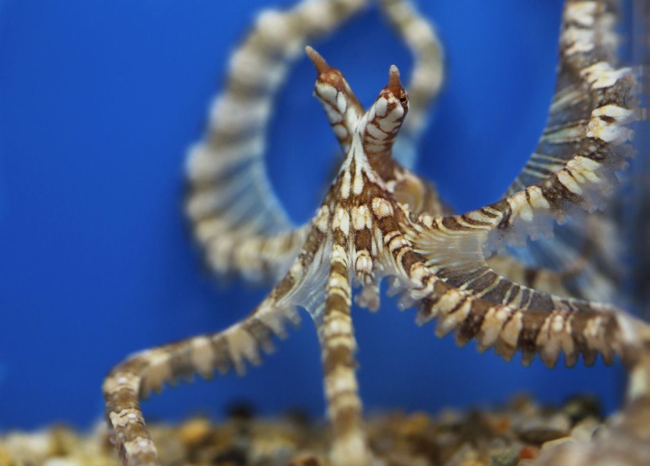 Octopus Zebra
