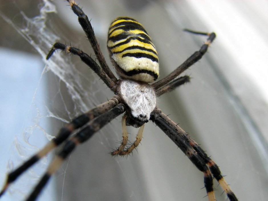 Аргиопа Брюнниха Argiope bruennichi (Scopoli, 1772) паук-Оса