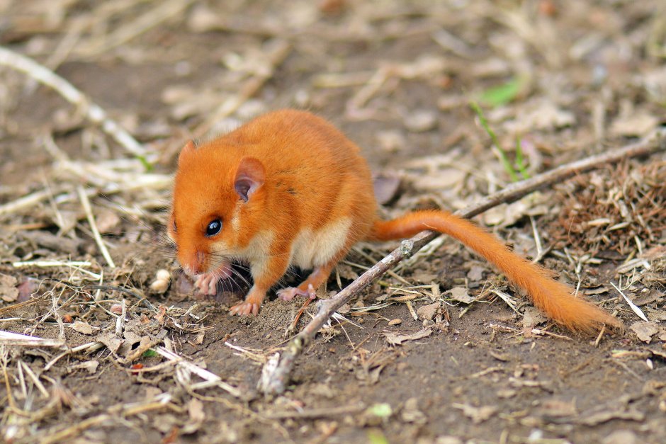 Файлы 21 Dormouse. Jpg
