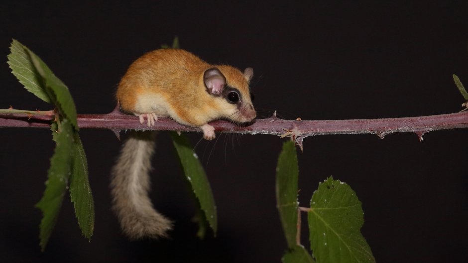 Graphiurus murinus