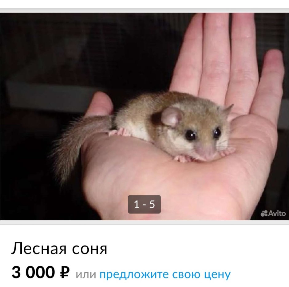 Гриб с ножом арт