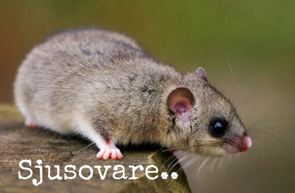 Боялычная Соня