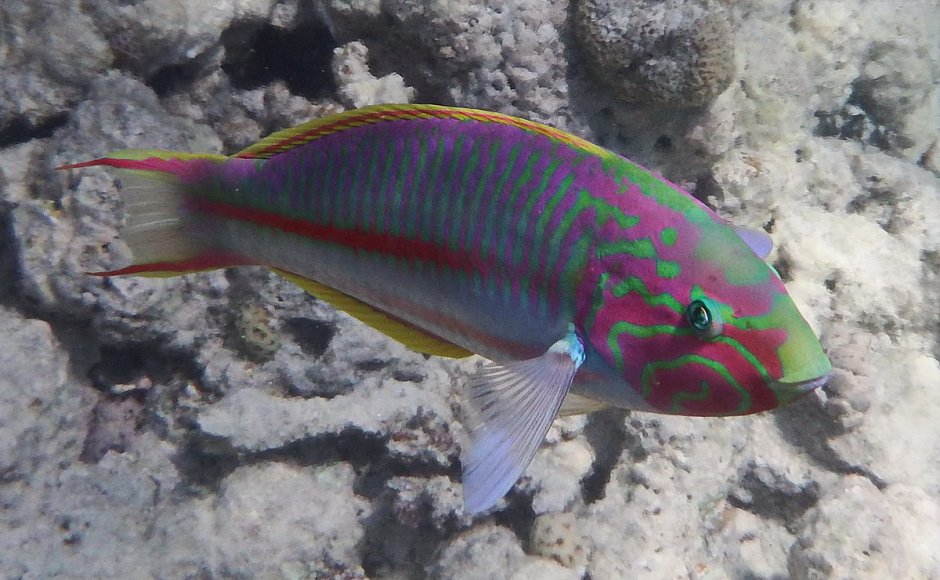 Thalassoma klunzingeri.