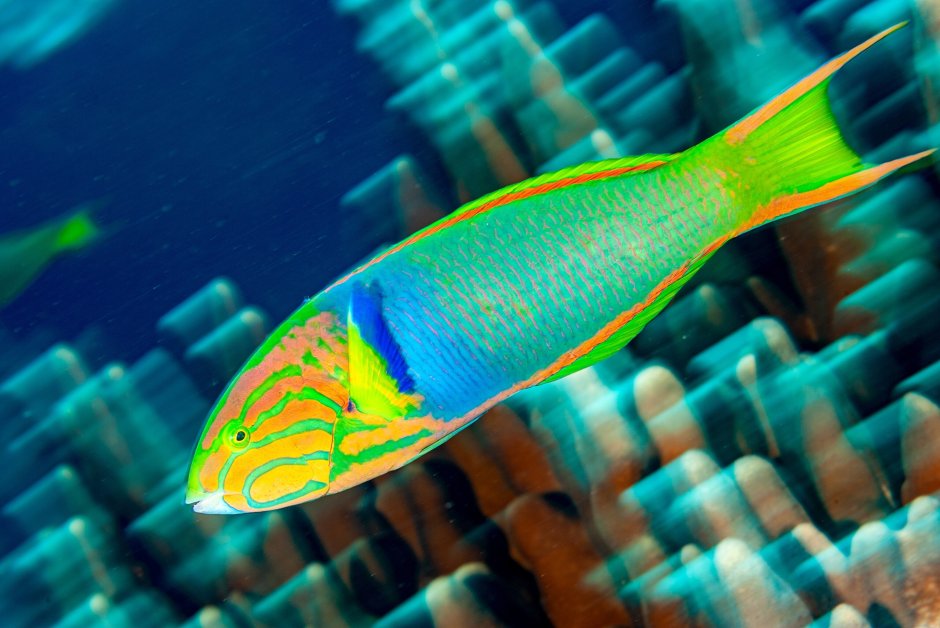 Parrotfish Cichlid and Arowana