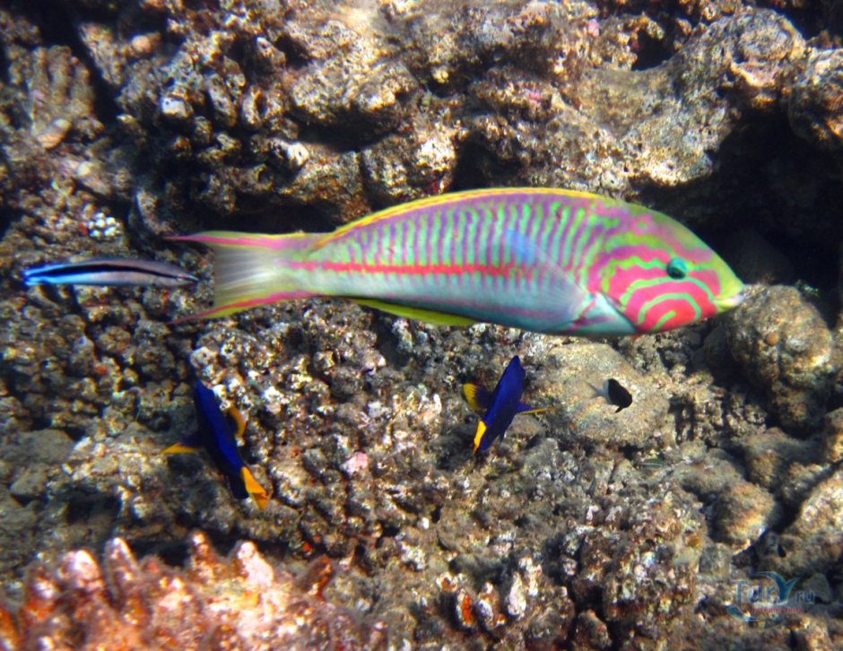 Thalassoma purpureum