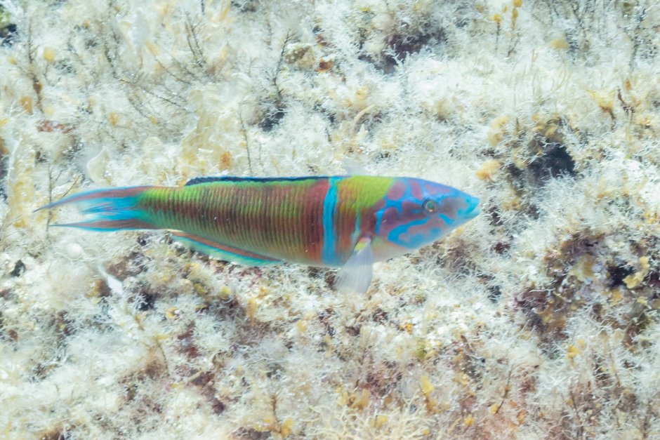 Wrasse Fish