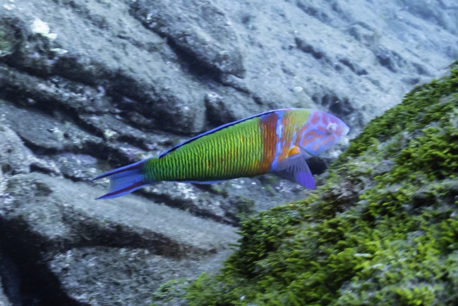 Dragon Wrasse (juvenile Rock Mover)