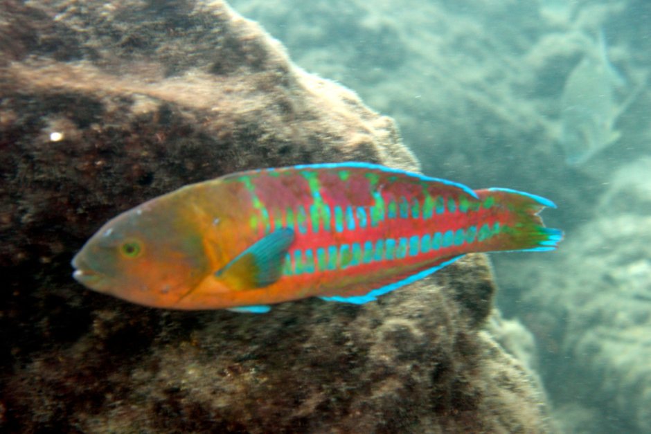 Павлинья Талассома