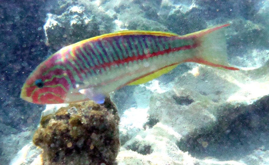 Thalassoma lutescens