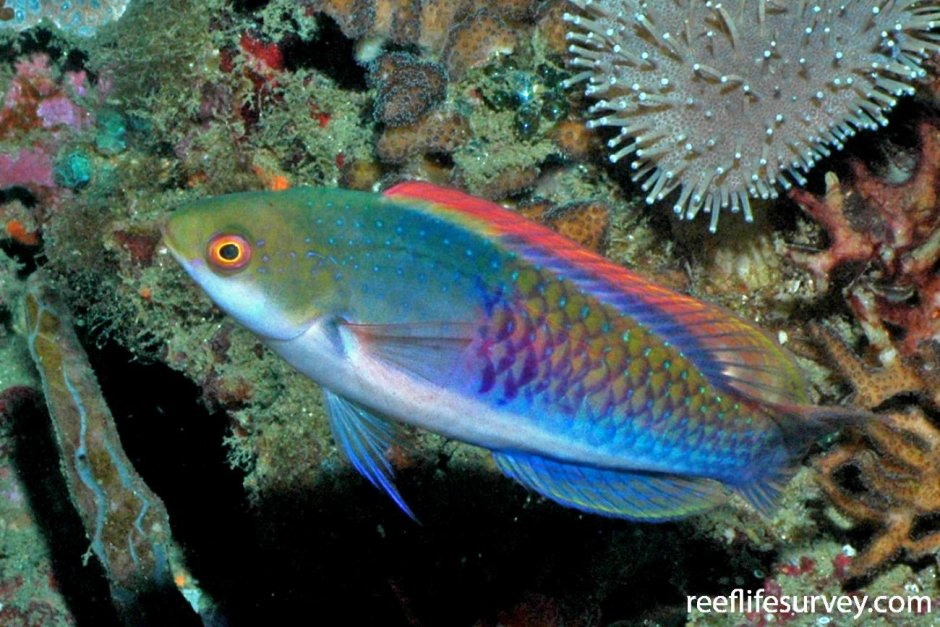 Thalassoma purpureum рыба