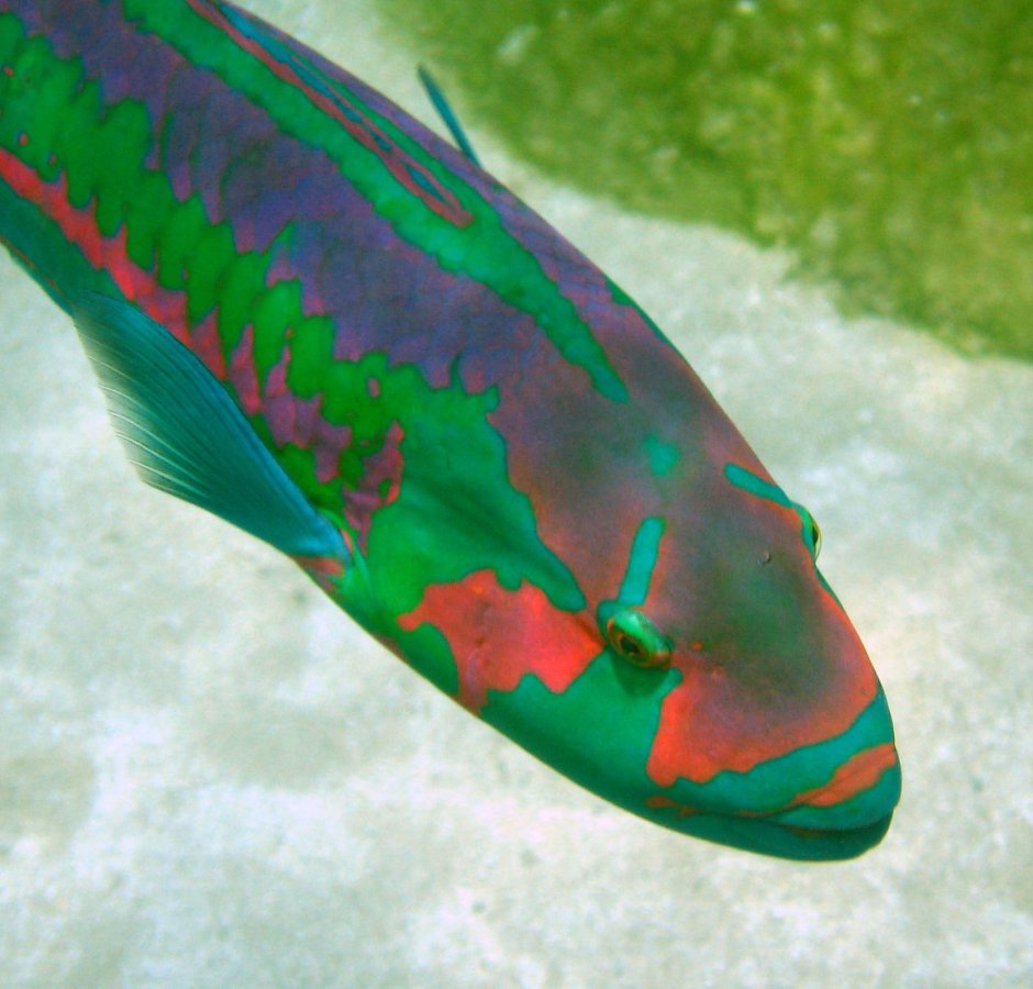 Thalassoma lunare (Талассома Лунная)