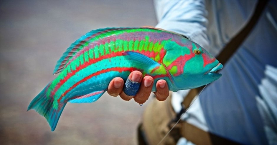 Thalassoma rueppellii