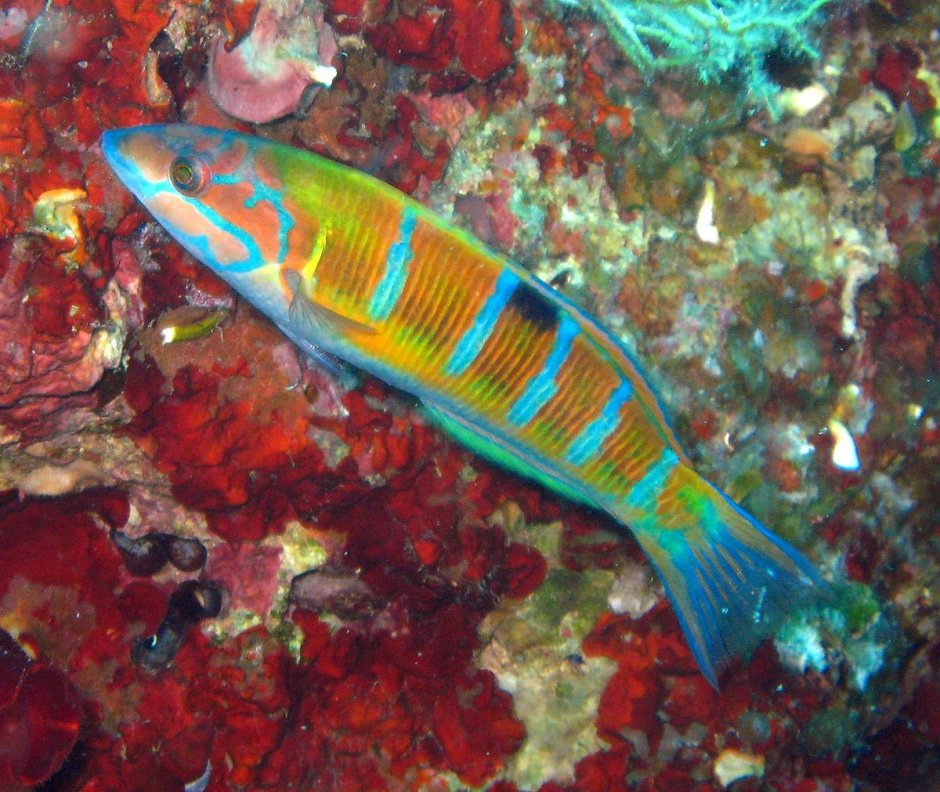 Cirrhilabrus AQUAMARINUS