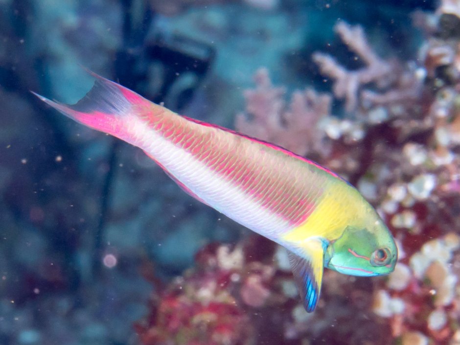 Halichoeres chloropterus