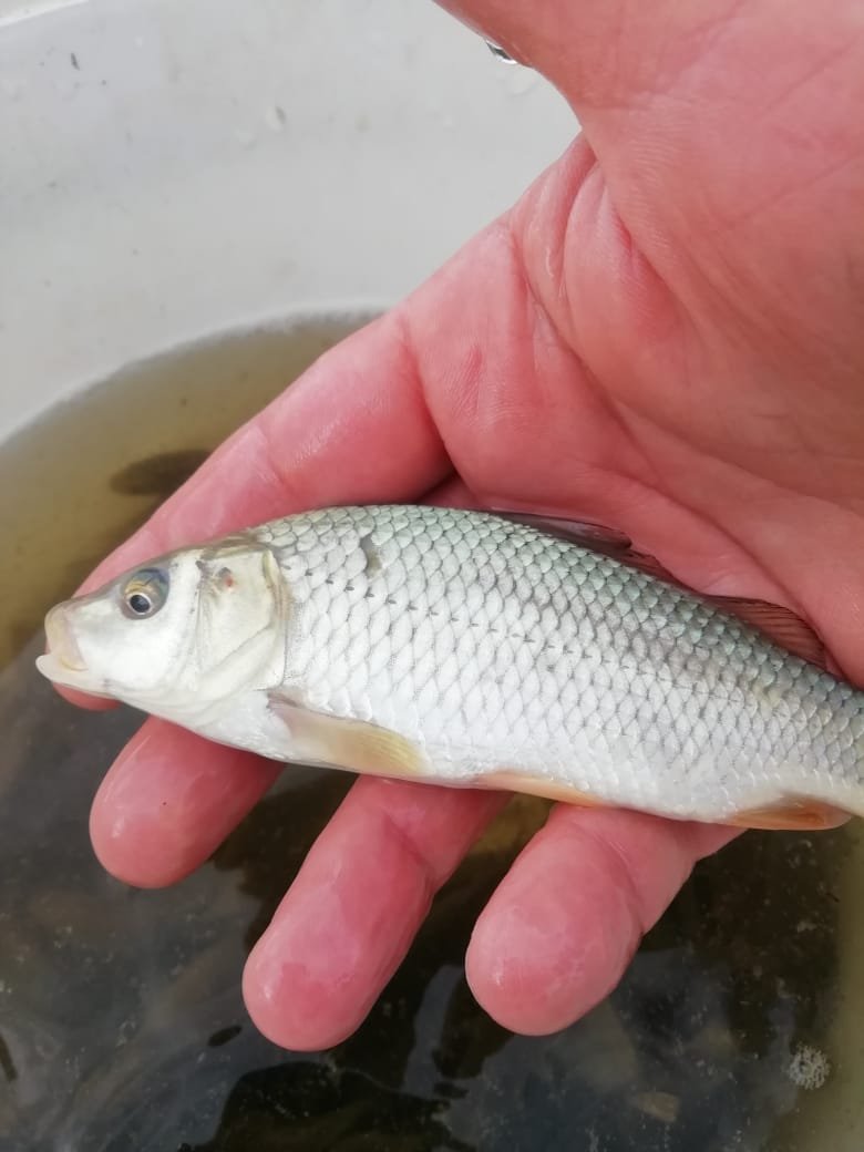 Рыбы реки Зея