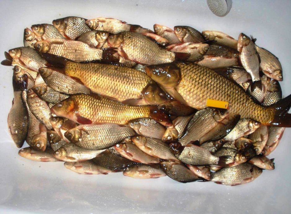 Малек карпа