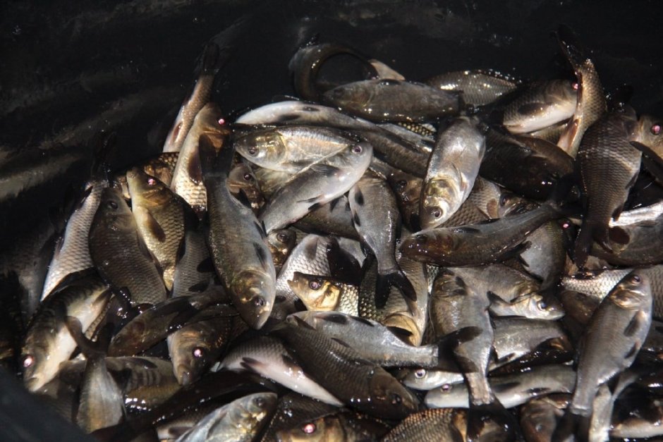 Мальков сазана