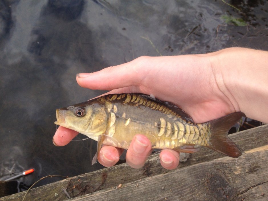 Ангелинский зеркальный Карп