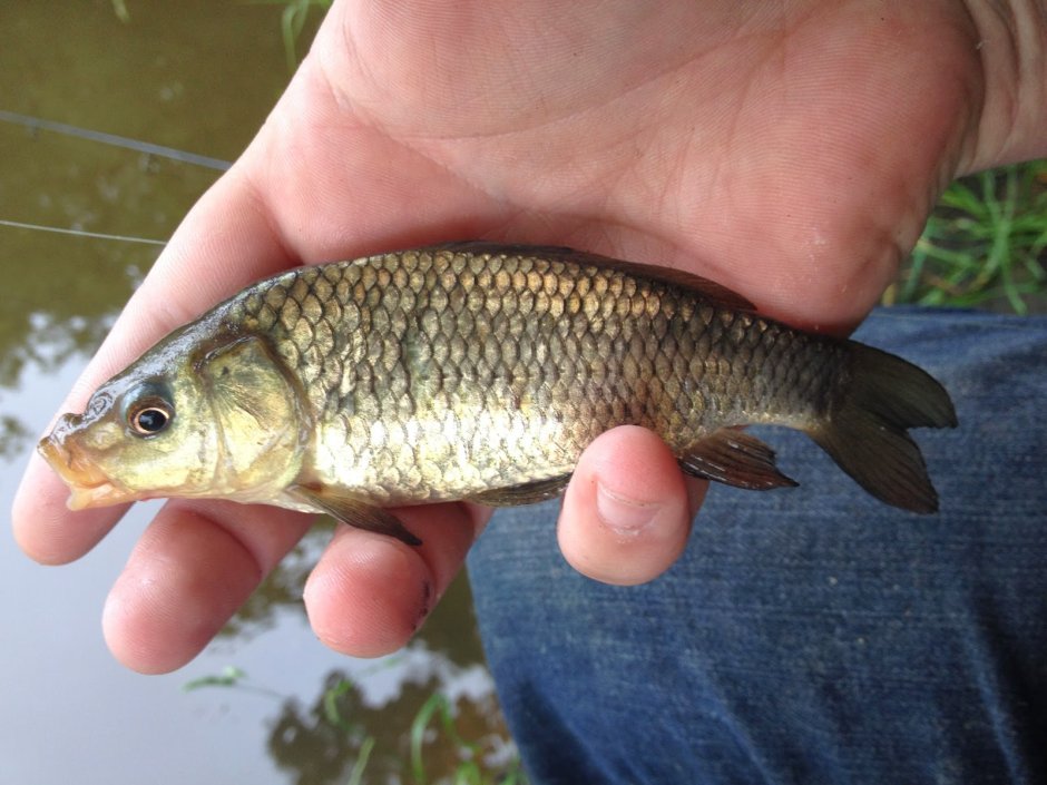 Хвост сазана