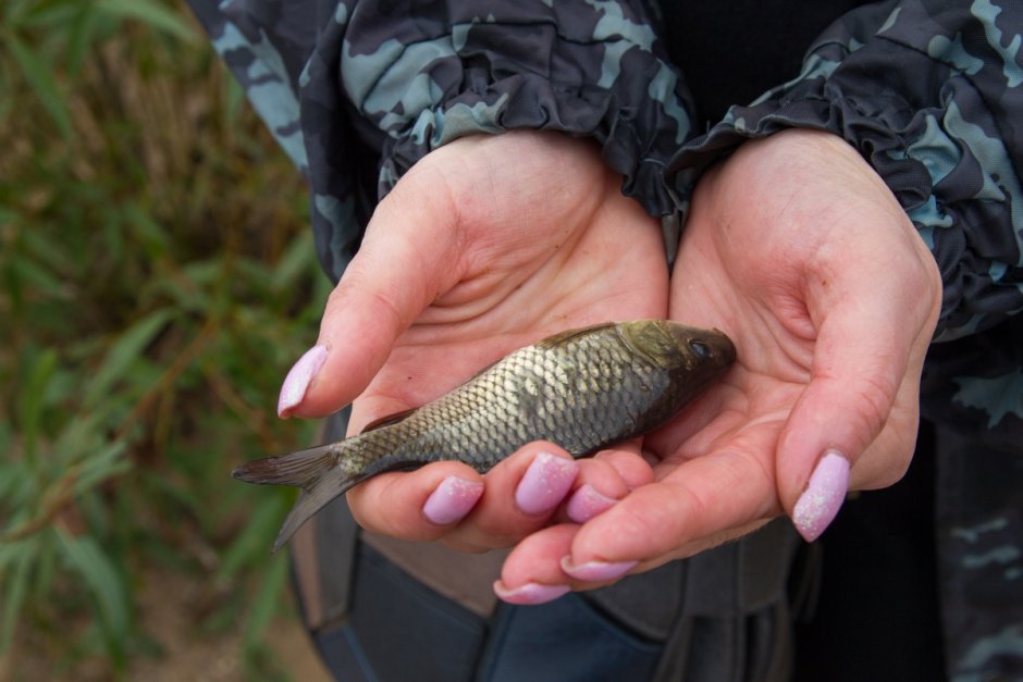 Малек сазана