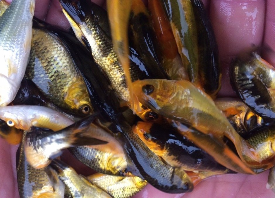 Малек карпа толстолобика