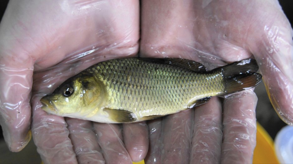 Карп малек 1год