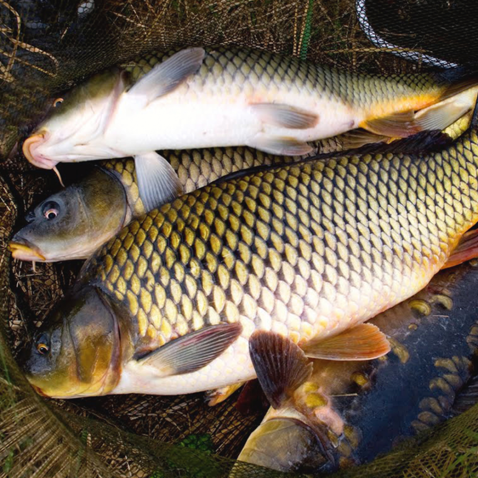 Карп и сом