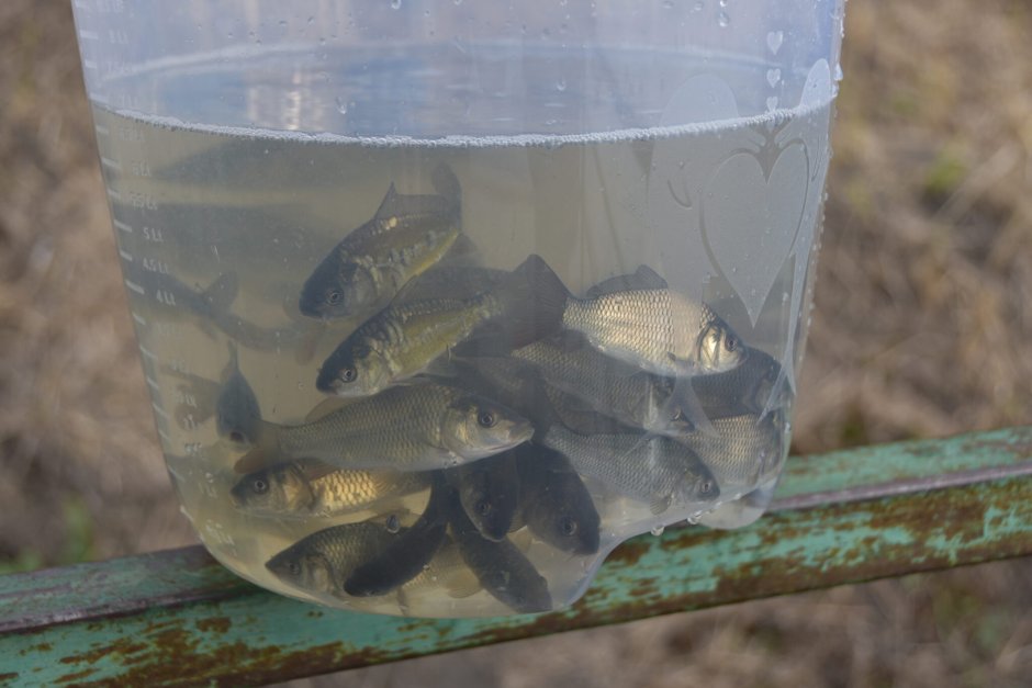 Малек карпа