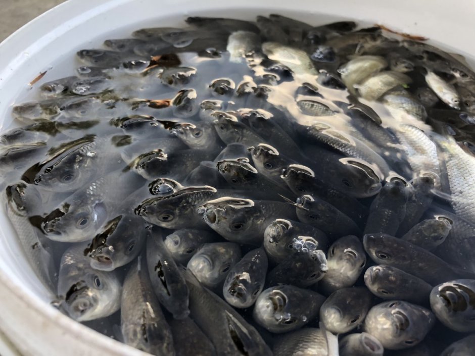 Малек сазана