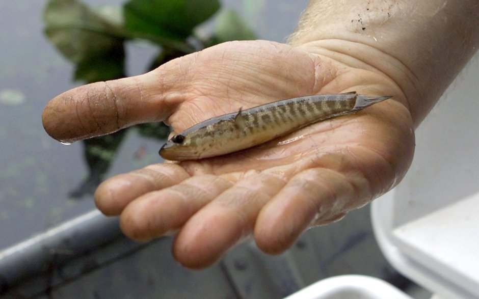 Змееголов малек