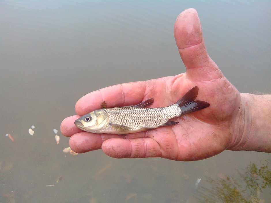 Малек карася