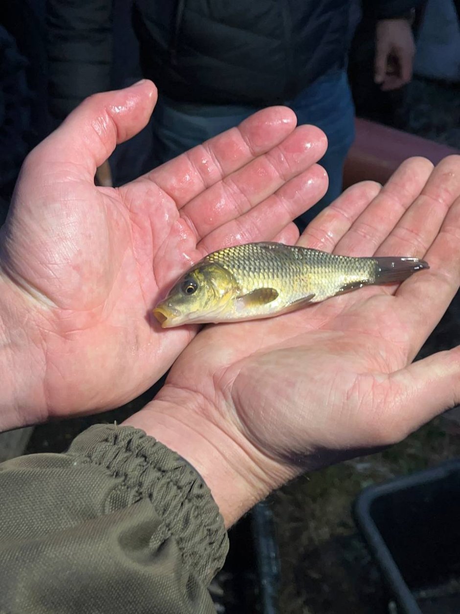 Малек сазана