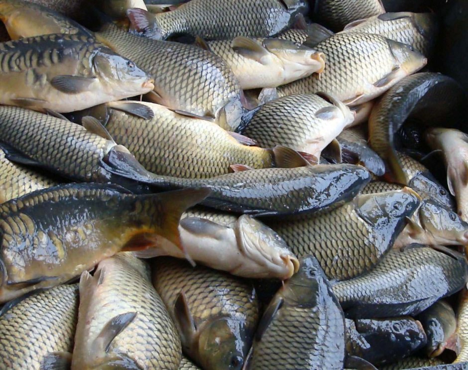 Белый Амур Карп сазан