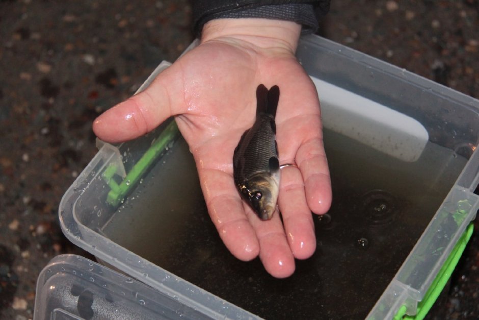 Малек сазана фото