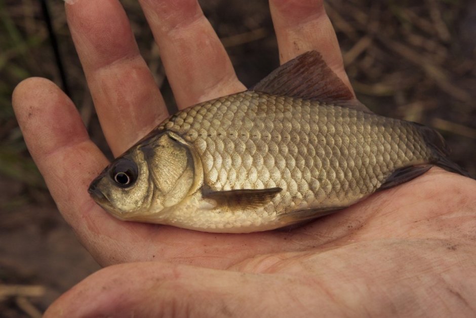 Карась Геншин