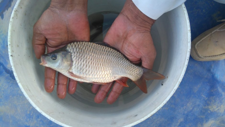 Сазан рыба малек