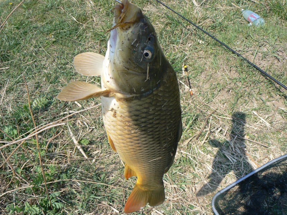 Удочка на карпа