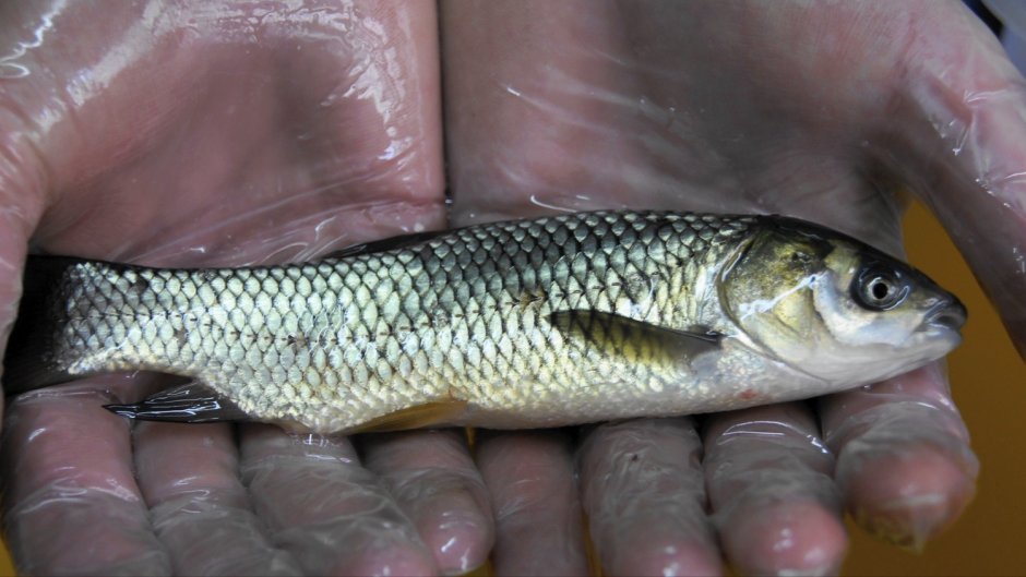 Пеленгас малек