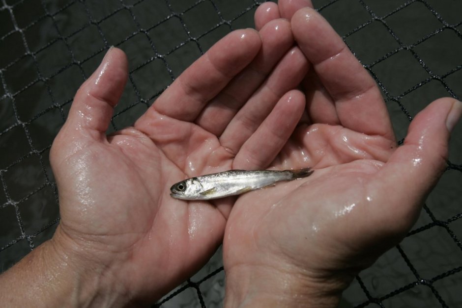 Малек Речной форели